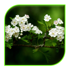 white flowers Live wallpaper icône