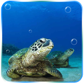 Tortoise Live Wallpaper