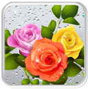 Rosy Rain Drops Live Wallpaper APK