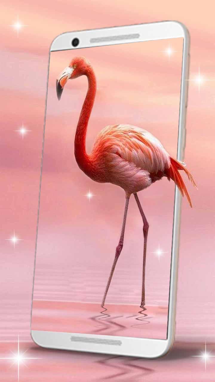 Android 用の Charming Flamingo Live Wallpaper Apk をダウンロード