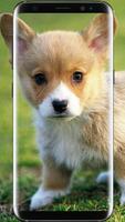 Cute Puppy & dog Live Wallpaper پوسٹر