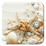 Seashell ícone