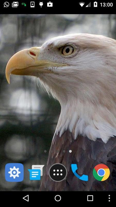 Live Eagle Wallpaper For Android Apk Download