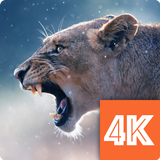 動物の壁紙4K 🐓 アイコン