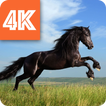 Horses Wallpapers 4K 🐎