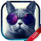 Cat Live Wallpaper أيقونة