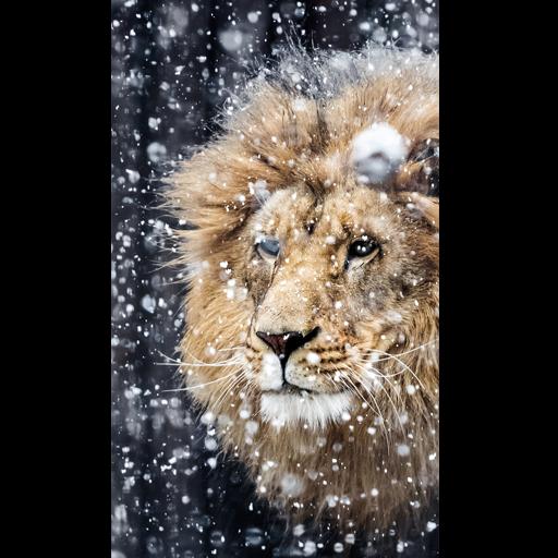 images Roaring Danger Blue Fire Lion Wallpaper lion wallpaper for android apk download