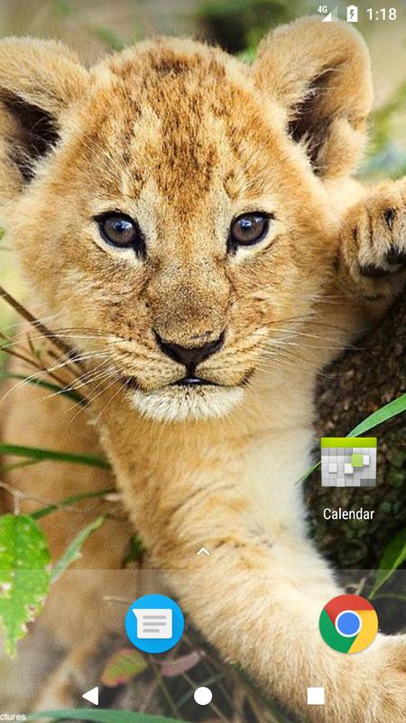 Cute Lion Wallpaper 1920x1080 12472