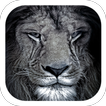 Lion black mane roaring theme