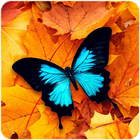 Butterfly Wallpaper : HD icon