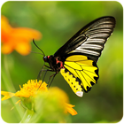 HD Wallpaper : Butterfly Zeichen
