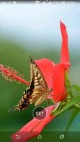HD Wallpaper : Butterfly Screenshot 2