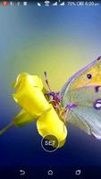 HD Wallpaper : Butterfly Plakat