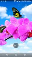 HD Wallpaper : Butterfly Screenshot 1