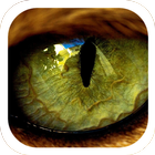 lion eyes pupil theme icône