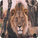 Lion King APK