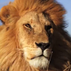 Lions wallpapers APK