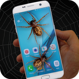 Spider in Phone Joke icon