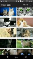 Cat Pictures Affiche
