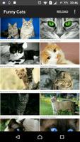 Cat Pictures ポスター