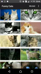 Cat Pictures APK download