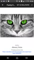 Cat Pictures APK download