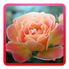 Gardener's roses icône