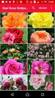 Gardener's roses Cartaz