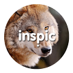 Inspic Wolfs Wallpapers HD
