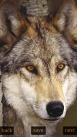 Inspic Wolfs Wallpapers HD 海报