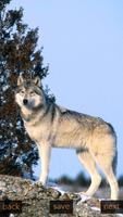 Inspic Wolfs Wallpapers HD 截图 1