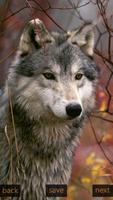 Inspic Wolfs Wallpapers HD 截图 2