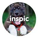 Inspic Puppies Wallpapers HD APK