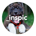 Inspic Puppies Wallpapers HD