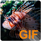 Fish Live (GIF) Wallpapers icône