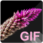 Flowers Live (GIF) Wallpapers biểu tượng