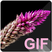 Flowers Live (GIF) Wallpapers أيقونة