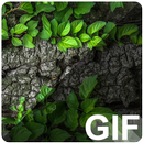 Forest Live (GIF) Wallpapers APK