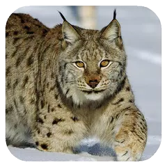 Lynx. Video Wallpaper APK download