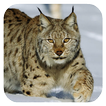 Lynx. Video Wallpaper