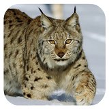 Lynx. Video Wallpaper 图标