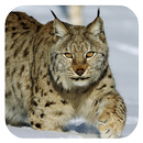 Lynx. Video Wallpaper APK