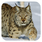 Lynx. Video Wallpaper Zeichen
