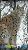 Lynx. Video Wallpaper স্ক্রিনশট 3