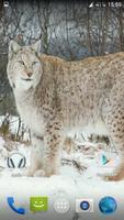 Lynx. Video Wallpaper পোস্টার