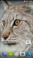 Lynx. Video Wallpaper Ekran Görüntüsü 1