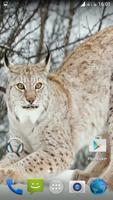 Lynx. Video Wallpaper Ekran Görüntüsü 2