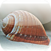 Shell Sound