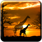 African Scene LITE Zeichen