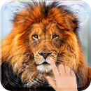 Lion Roar Magic Touch Live Wallpaper APK